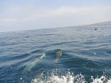 dolphins swimming through water