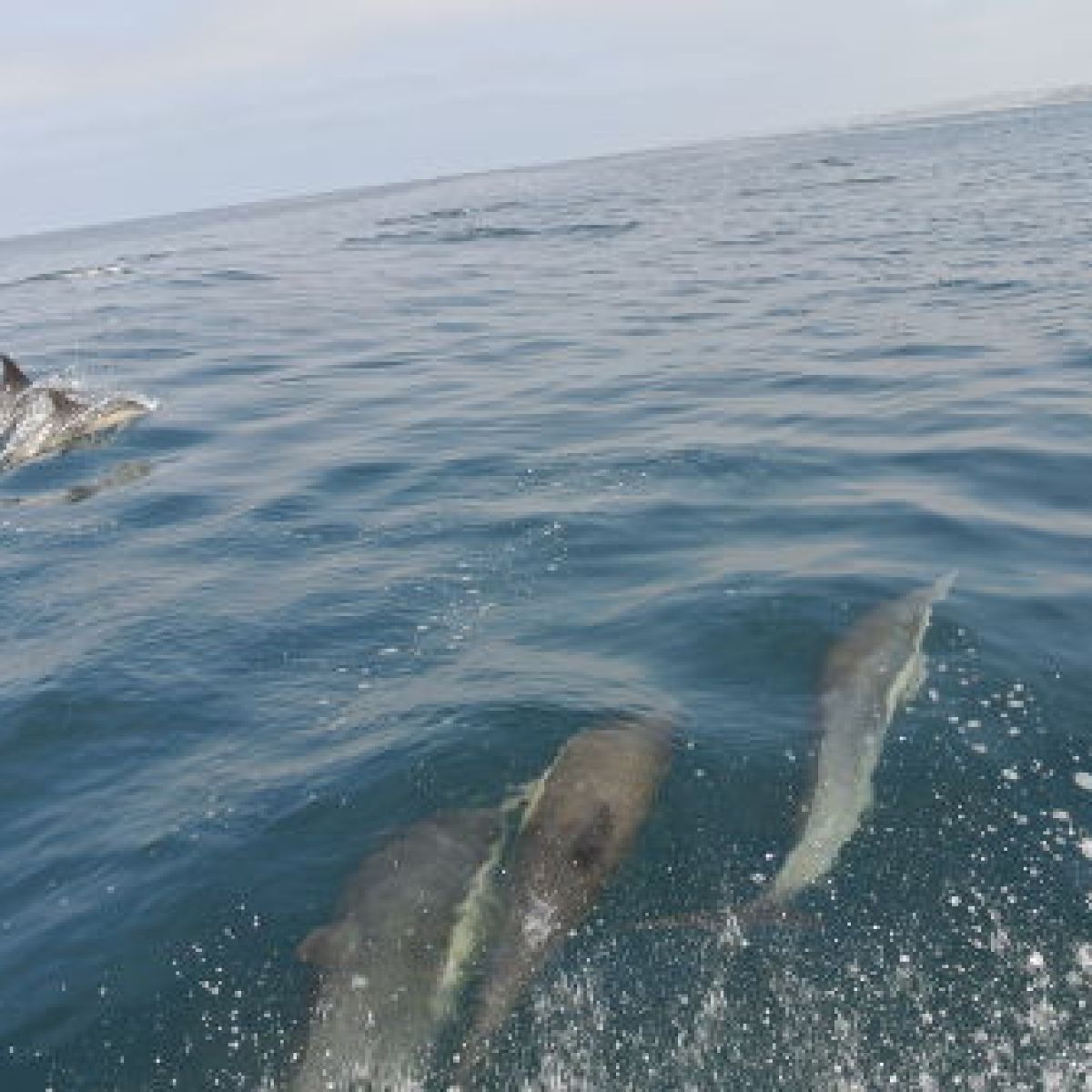 School of dolphins swimming