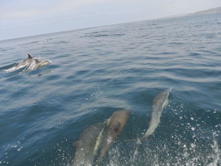 School of dolphins swimming